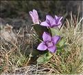 Gentianella_campestri_SP