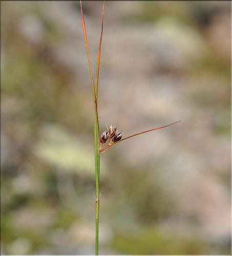 Juncus_trifidus1_SP