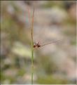 Juncus_trifidus1_SP