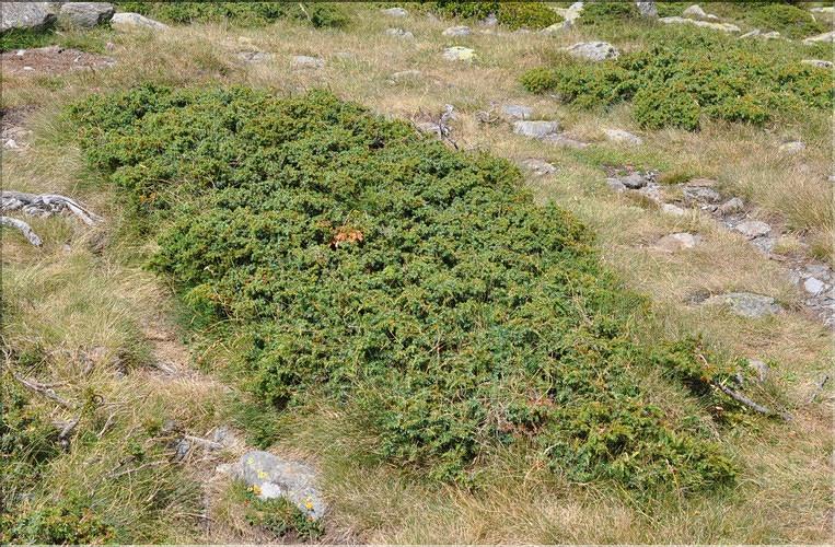 Juniperus_communis_nana1_SP