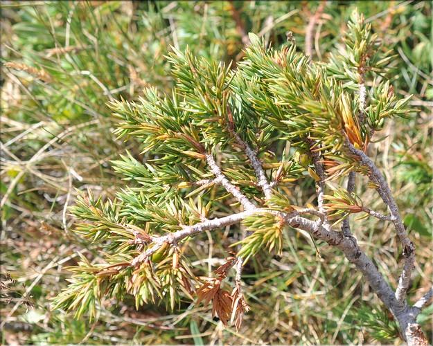 Juniperus_communis_nana2_SP
