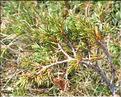 Juniperus_communis_nana2_SP
