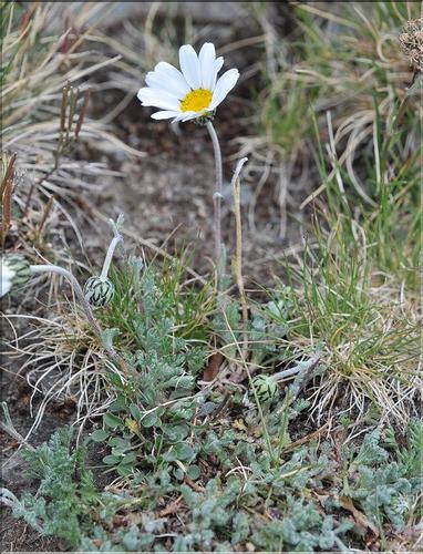 Leucanthemopsis_alpina1_SP