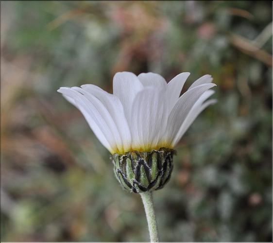 Leucanthemopsis_alpina2_SP