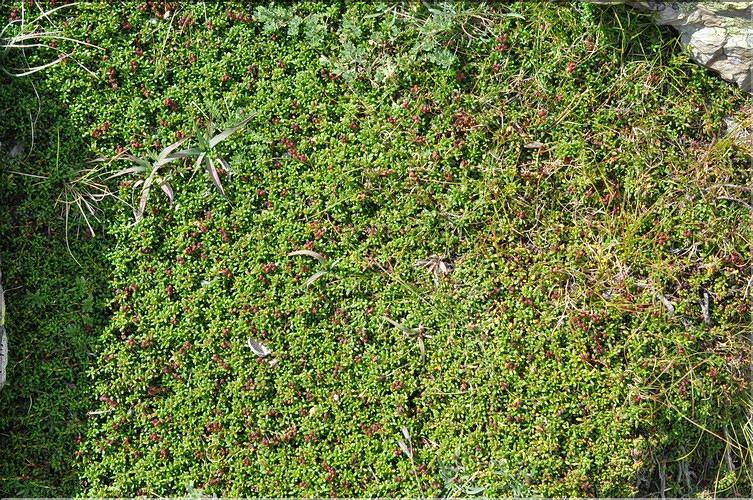 Loiseleuria_procumbens1_SP