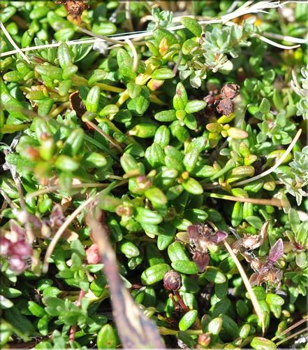 Loiseleuria_procumbens2_SP