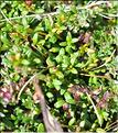 Loiseleuria_procumbens2_SP