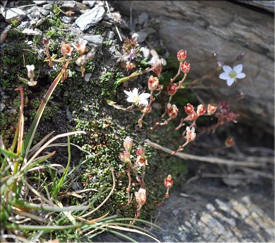 Minuartia_recurva_SP