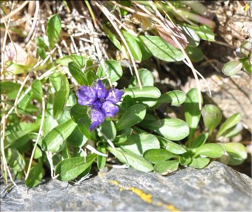 Phyteuma_pedemontanum_SP