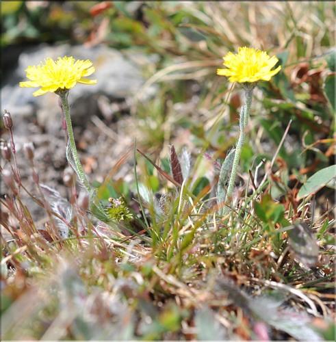 Pilosella_breviscapa1_SP