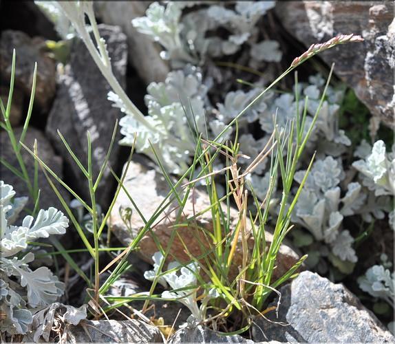 Poa_cenisia1_SP