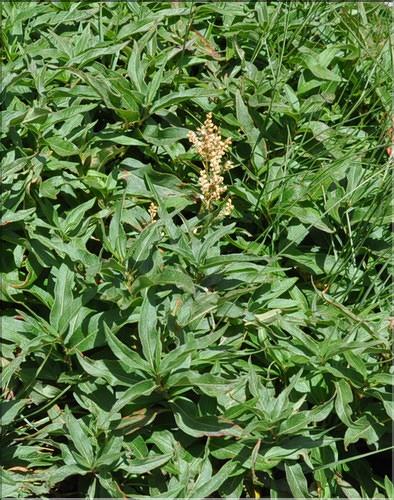 Polygonum_alpinum_SP