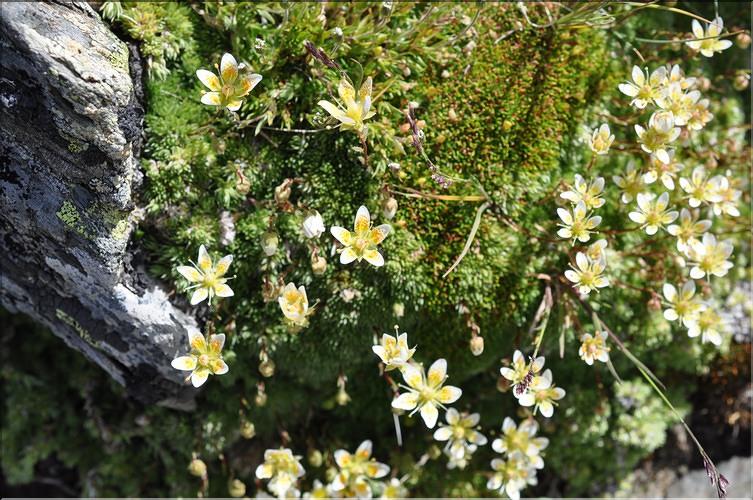 Saxifraga_bryoides1_SP