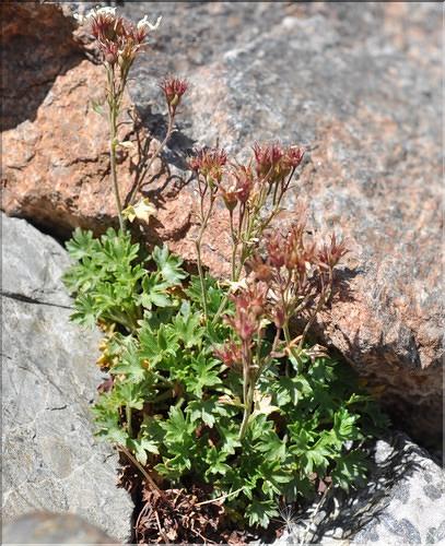 Saxifraga_geranioides1_SP