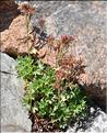 Saxifraga_geranioides1_SP