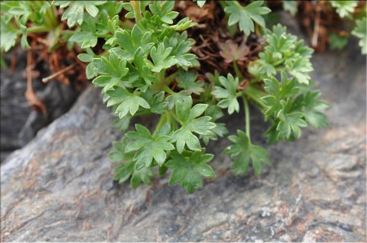 Saxifraga_geranioides2_SP