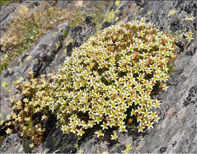 Saxifraga_moschata_SP