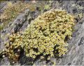 Saxifraga_moschata_SP