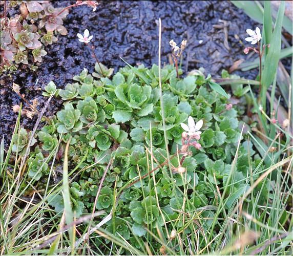 Saxifraga_stellaris_SP