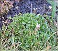 Saxifraga_stellaris_SP