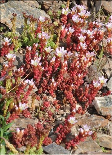 Sedum_candollei1_SP