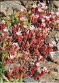 Sedum_candollei1_SP