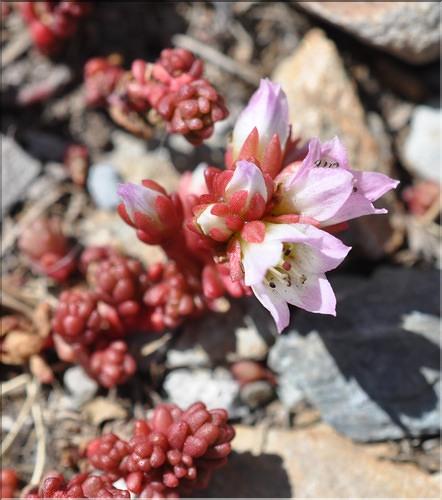 Sedum_candollei2_SP