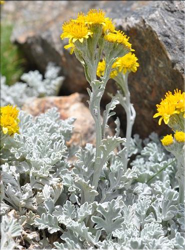 Senecio_leucophyllus_SP