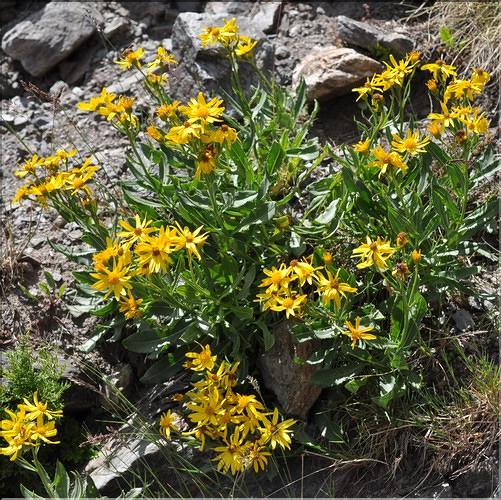 Senecio_pyrenaicus_SP