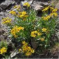 Senecio_pyrenaicus_SP