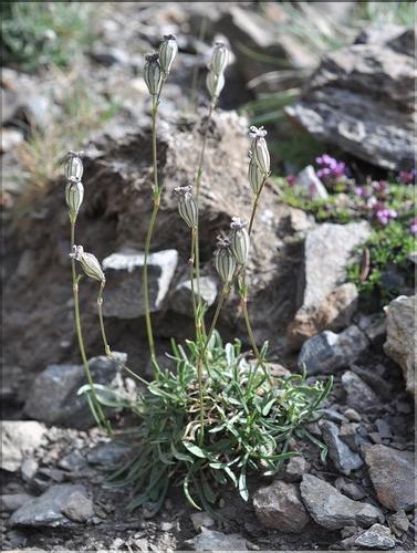 Silene_ciliata_SP