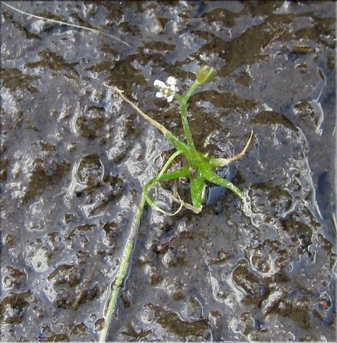Subularia_aquatica_MB