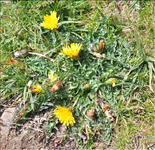 Taraxacum_pyrenaicum1_SP