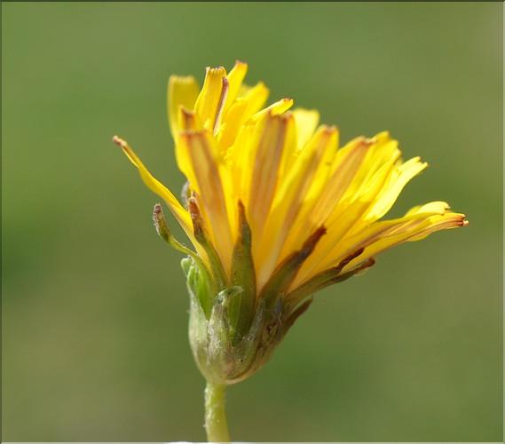 Taraxacum_pyrenaicum2_SP