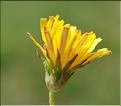 Taraxacum_pyrenaicum2_SP