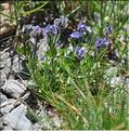 Veronica_alpina1_SP