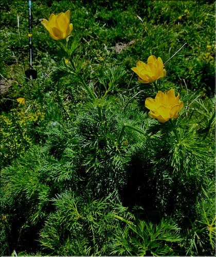 Adonis_pyrenaica1_LT