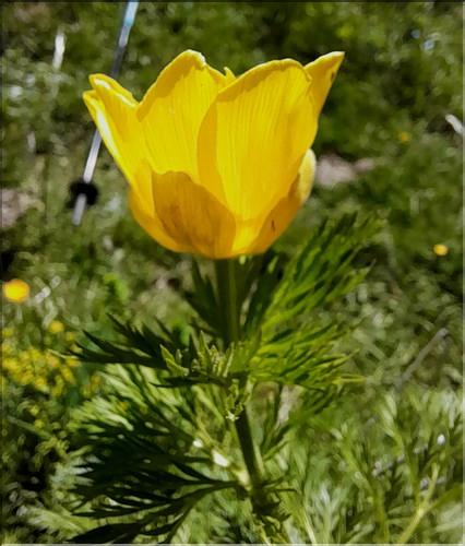 Adonis_pyrenaica3_LT