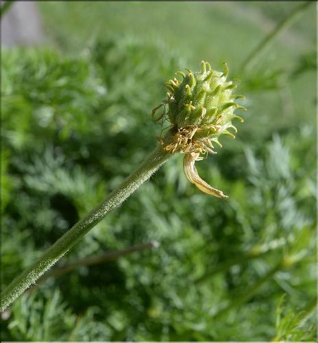 Adonis_pyrenaica4_SP