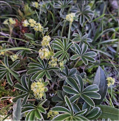 Alchemilla_alpina1_XL