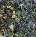 Alchemilla_alpina1_XL
