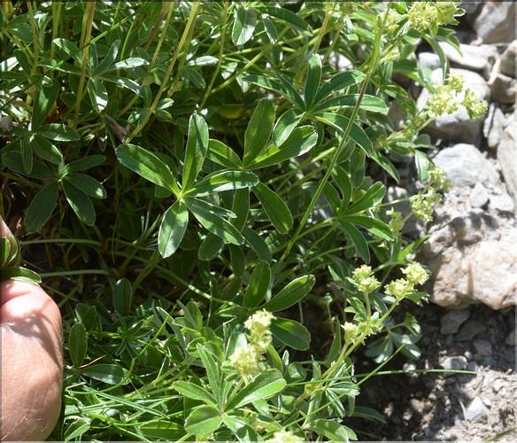 Alchemilla_saxatilis1_SP