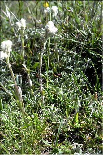 Antennaria_dioica1_SP
