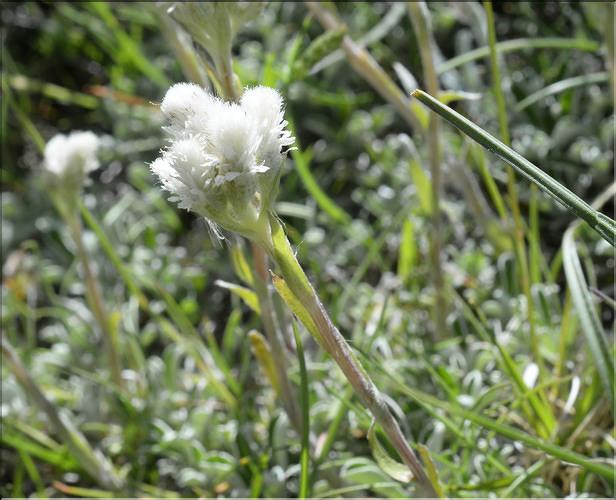 Antennaria_dioica2_SP