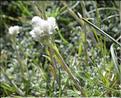 Antennaria_dioica2_SP
