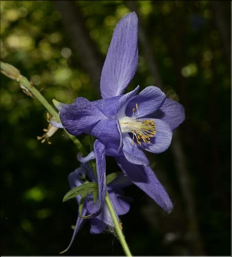 Aquilegia_vulgaris2_SP