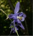 Aquilegia_vulgaris2_SP
