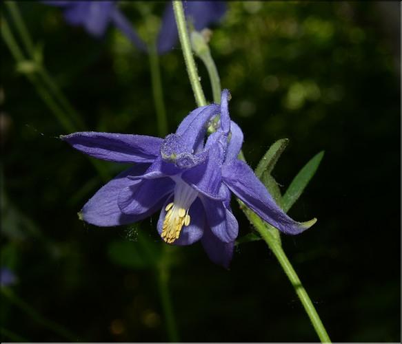 Aquilegia_vulgaris3_SP
