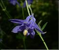 Aquilegia_vulgaris3_SP
