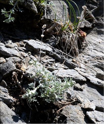 Artemisia_umbelliformis1_SP